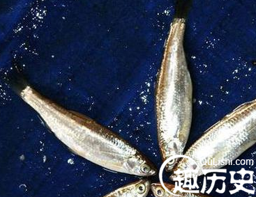四川自贡现天价鱼