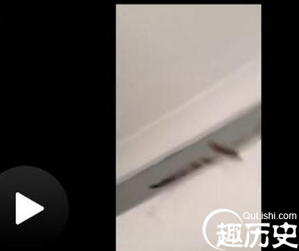 拿相机拍蜘蛛被吓