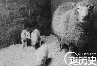 克隆羊多莉