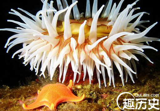海洋生物