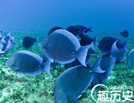 海洋生物