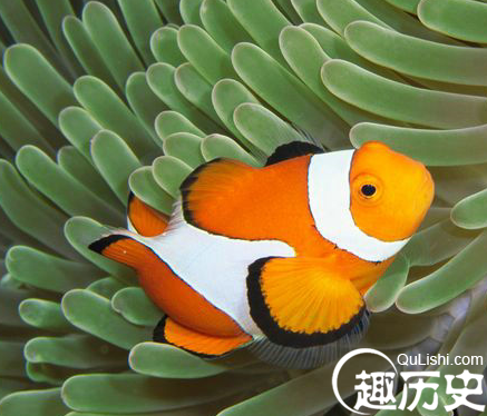 海洋生物