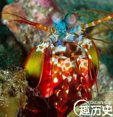 海洋生物
