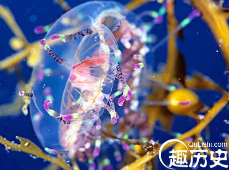 海洋生物