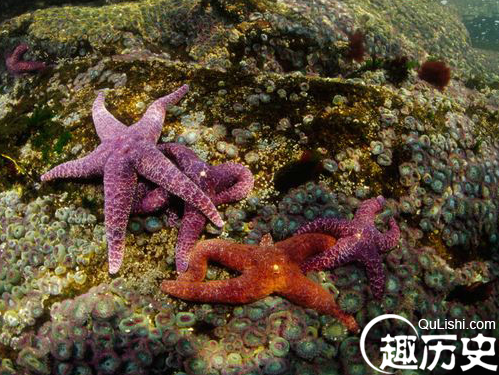 海洋生物