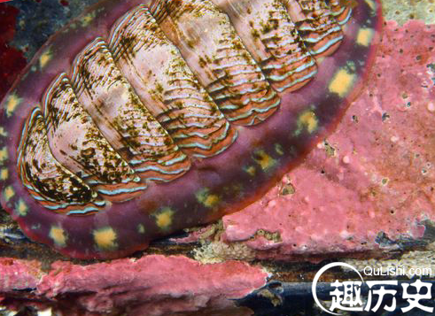 海洋生物