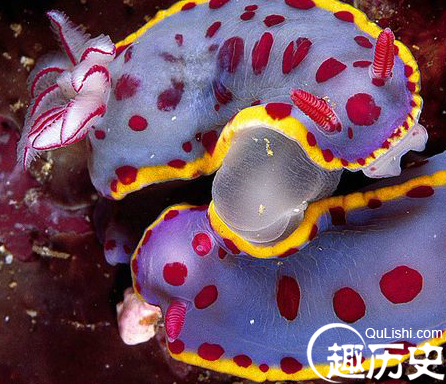 海洋生物