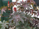蓖麻素：前苏联特工克格勃最得意的暗杀利器