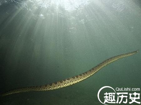 巨蟒渡劫