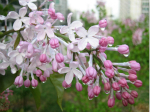 古代也有口香糖：汉恒帝为口臭老臣赐下丁香花
