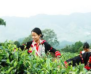 德昂山寨品茶：茶叶是德昂原始先民图腾的崇拜物