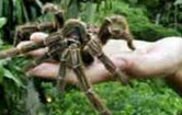 惊悚的食鸟蛛 世界上最大的蜘蛛能吃小鸟
