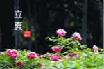 古代官方重视立夏节气：天子率百官举行迎夏仪式