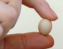 世界最小的鸡蛋诞生  刷新吉尼斯记录