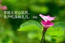 清明里的宋词浅吟低唱 词句美得让人心神荡漾