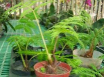 云南现植物活化石水青树 为第三纪珍稀植物