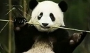 走进中国国宝大熊猫  揭秘大熊猫的习性