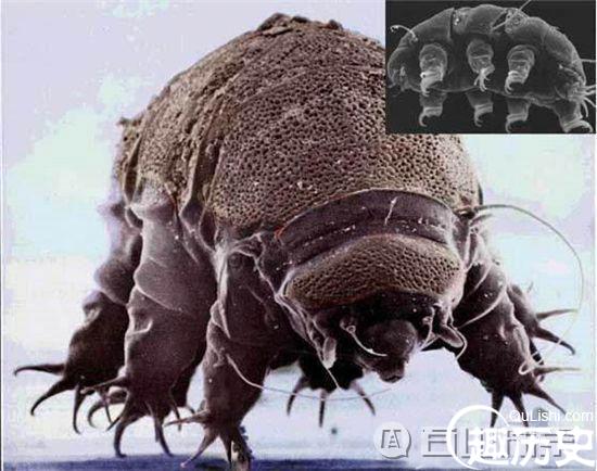 不死生物