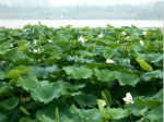 古人如何测量空气湿度？从观察琴弦到湿度测量仪