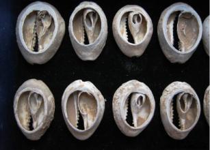 古代的钱币什么样？古代的钱和币是同一回事吗