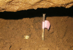 中国发现17.8万年前人类牙齿 早于非洲迁徙者