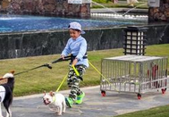 神犬小七第二季第25集剧情介绍 小七逃脱魔爪