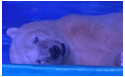世界最悲伤北极熊 曾住在中国商场里将搬到英国