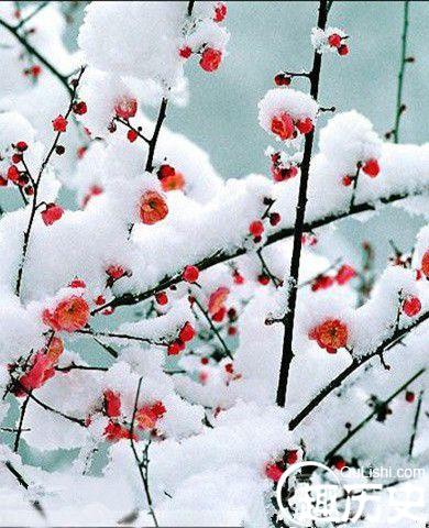 《菩萨蛮·梅雪》