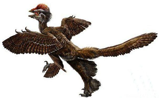 世界上第一种能够分泌毒液的恐龙:中国鸟龙