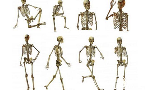 人体骨骼