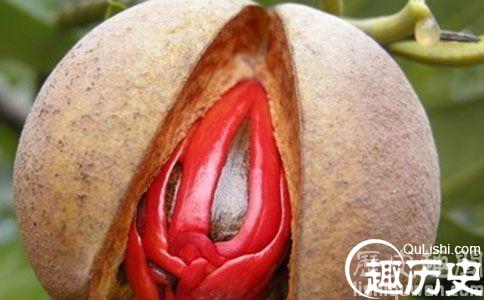 豆蔻