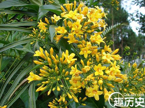 断肠草