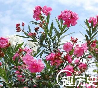 夹竹桃