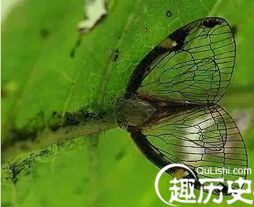 日本皇族：蝉翅