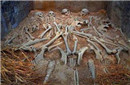 惨绝人寰：中国古代是如何处死殉葬者的