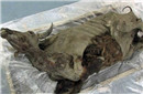 震惊！9300年野牛干尸仍有完整大脑心脏