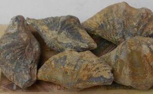 3亿年前海洋生物化石 “塔里怪物”身份曝光