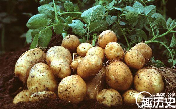 马铃薯