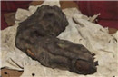震惊！考古发现185万年前神秘巨人指骨