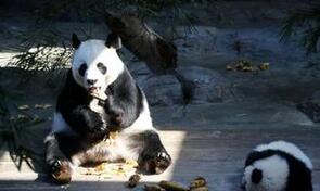 解密中国历朝历代是如何立法保护野生动物的
