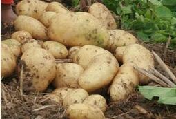 古代马铃薯竟然是很贵重：只有贵族吃得起