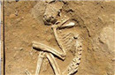 埃及古城遗骸 惊现3500年前动物残骸