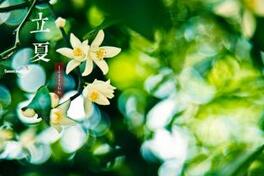 在中国立夏中国日子里各地的习俗是怎样的？