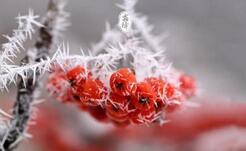 二十四节气中的霜降这个节气有何风俗习惯？