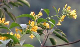 神雕侠侣里的断肠草究竟是什么样的植物