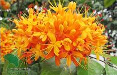 带你了解世界上最稀奇的7种花至今难寻