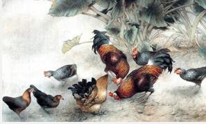 最老鸡骨头被发现：中国是现代家鸡发源地