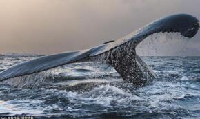什么?鲸鱼的呕吐物竟然可以做春药的原料