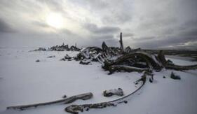 900万年前鲸鱼墓地被发现：鲸鱼均为中毒死亡