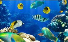 海底神秘声音究竟是什么：还能把鲸鱼吓跑